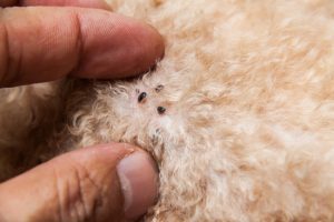 Three Flea Control Tips to Help You Avoid Infestation