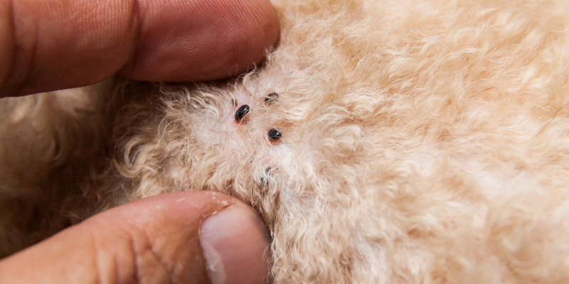 Three Flea Control Tips to Help You Avoid Infestation