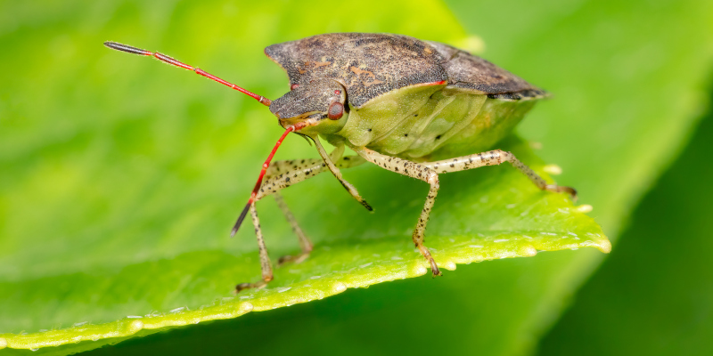 Stink Bug Control in Humble, Texas