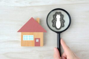 What to Know About Termite Control