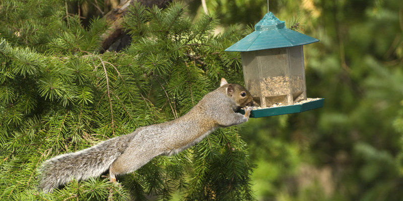 The Best Ways to Maintain Effective Squirrel Control