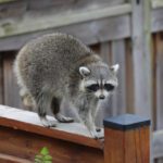 When to Call Animal Control for a Persistent Pest Problem