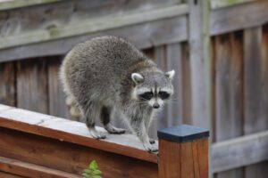 When to Call Animal Control for a Persistent Pest Problem