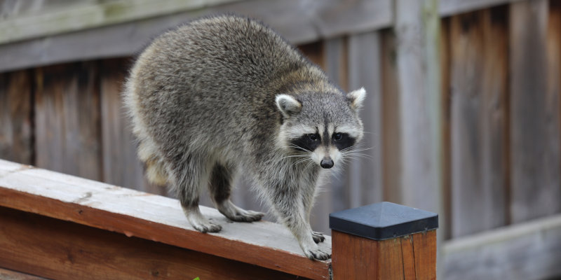 When to Call Animal Control for a Persistent Pest Problem