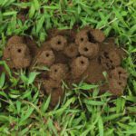 How Weather Impacts Pest Control Strategies