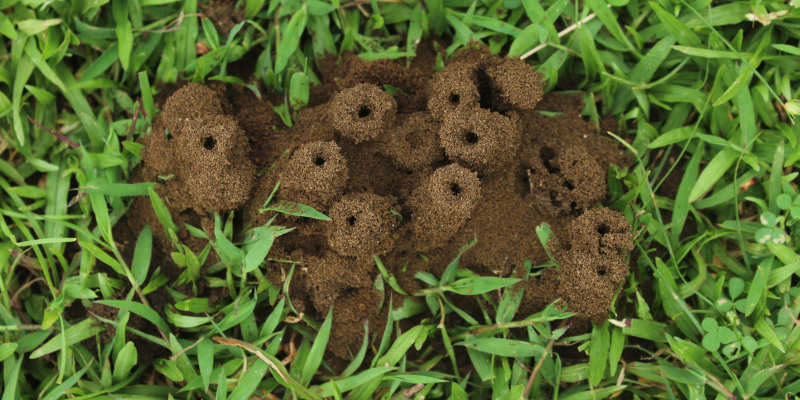 How Weather Impacts Pest Control Strategies
