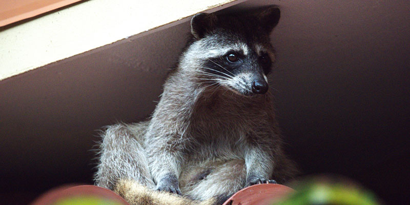 Why Raccoon Control Requires More Than Removing the Animal